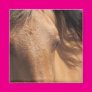 Horse Eyes Magnets