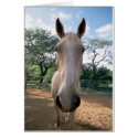 horse face cards