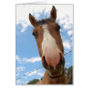 Horse face cards