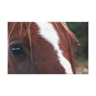 Horse Face Closeup Gallery Wrap Canvas