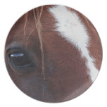 Horse Face Closeup Party Plate