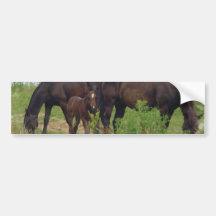 Horse Family Grazing Bumper Stickers