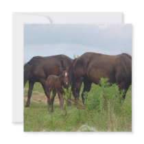 Horse Family Grazing Invitation