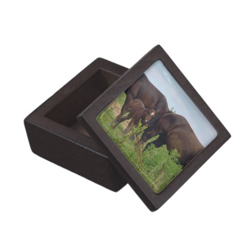 Horse Family Grazing Premium Gift Box