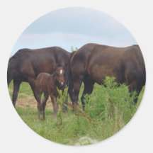 Horse Family Grazing Stickers