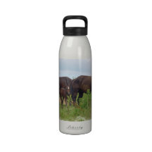 Horse Family Grazing Water Bottle