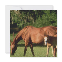 Horse Family Invitations