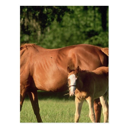 Horse Family  Postcard