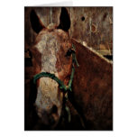 Horse, Father's Day Greeting Card