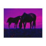 Horse & Filly Postcard