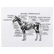 Horse flyers by engravings Horse flyers