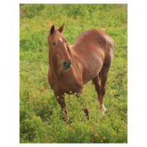 Horse flyers