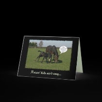 Horse & Foal cards