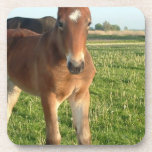 Horse Foal Cork Coasters