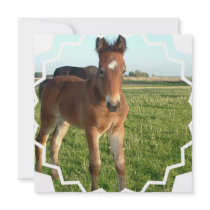 Horse Foal Invitation