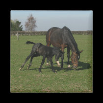 Horse & Foal magnets