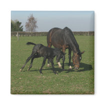 Horse & Foal Magnet