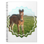 Horse Foal Notebook