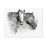 HORSE: FOAL: PENCIL ART: REALISM POST CARD