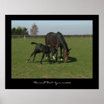 Horse & Foal Poster