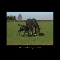 Horse & Foal posters