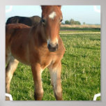 Horse Foal Poster Print