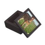 Horse Foal Premium Gift Box