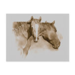 HORSE, FOAL: SEPIA: PENCIL ART POST CARD