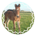 Horse Foal Stickers