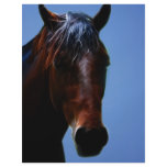 Horse for Lucy flyers