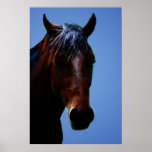 Horse for Lucy Poster