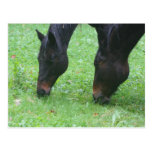Horse Friends Grazing Animal Postcard