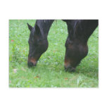 Horse Friends Photography Postcard Horse Friends Photography Postcard
