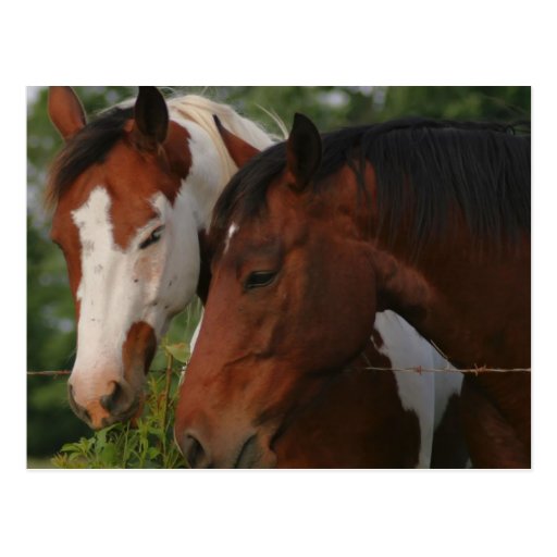 Horse Friends Postcard
