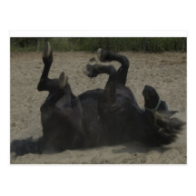 HORSE FROLICKING POST CARDS