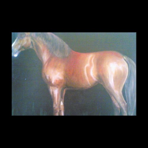 Horse Gallery Wrapped Canvas