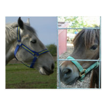 horse galore postcards