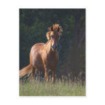 Horse Gazing At You Post Card
