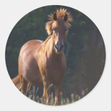 Horse Gazing At You Round Stickers