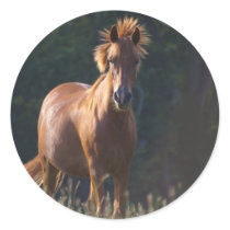 Horse Gazing At You Round Stickers