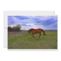 Horse Grazing in a field taken in spring Personalized Invite