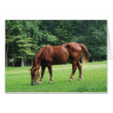 Horse Grazing in Pasture card