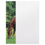 Horse Grazing in Pasture Customized Letterhead