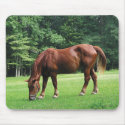 Horse Grazing in Pasture mousepad