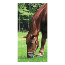 Horse Grazing in Pasture Photo Card Template