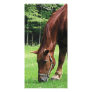 Horse Grazing in Pasture Photo Card Template