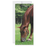 Horse Grazing in Pasture Rack Card Design