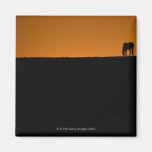 Horse grazing on Kentucky farm Fridge Magnet