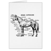 Horse Greeting Card