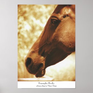 Horse Head in Warm Tones animal photo portrait Print